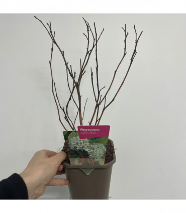 Physocarpus opulifolius 'Dart's Gold' 1L