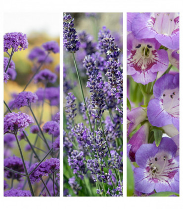 Purple Passion (3 x 9cm Pots)