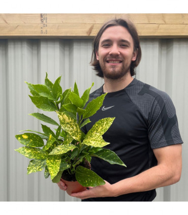 Aucuba japonica (Spotted Laurel) 1.5L (Multibuy Offers Available)