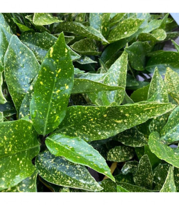 Aucuba japonica (Spotted Laurel) 1.5L (Multibuy Offers Available)
