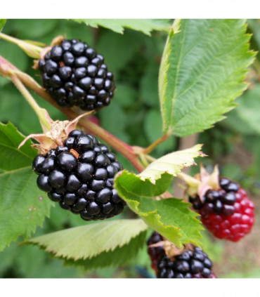 Blackberry 'Thornless Evergreen' 2L