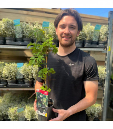 Blackberry 'Thornless Evergreen' 2L