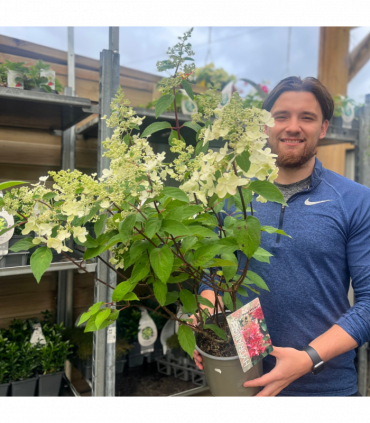Hydrangea paniculata 'Pinky Winky' 3L