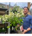 Hydrangea paniculata 'Pinky Winky' 3L