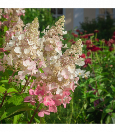 Hydrangea paniculata 'Pinky Winky' 3L