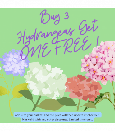 Hydrangea paniculata 'Pinky Winky' 3L