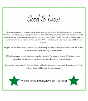 Hydrangea paniculata 'Pinky Winky' 3L