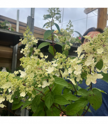 Hydrangea paniculata 'Pinky Winky' 3L