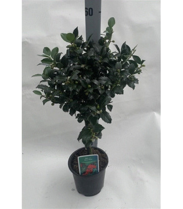 Standard Holly Tree | Ilex meserveae 'Blue Maid' | 50-60cm, 80-90cm