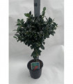 Standard Holly Tree | Ilex meserveae 'Blue Maid' | 50-60cm, 80-90cm