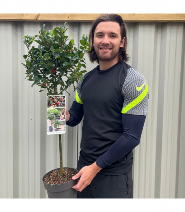 Standard Holly Tree | Ilex meserveae 'Blue Maid' | 50-60cm, 80-90cm