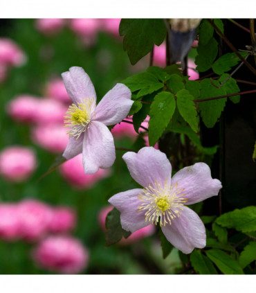 Clematis montana 'Mayleen' 60cm