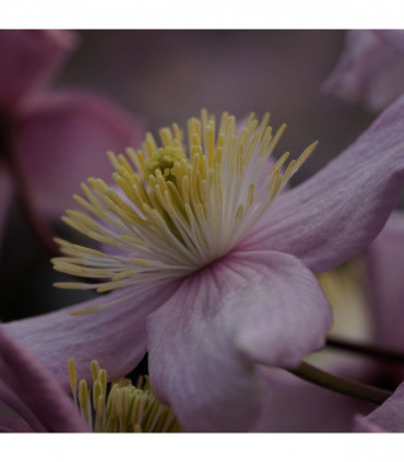 Clematis montana 'Mayleen' 60cm
