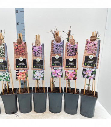 Clematis montana 'Mayleen' 60cm