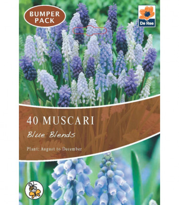 Muscari Blue Blends (40 Bulbs)