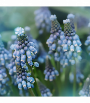 Muscari Blue Blends (40 Bulbs)