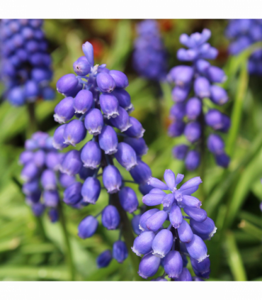 Muscari Blue Blends (40 Bulbs)
