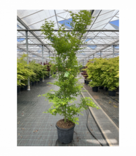 Acer palmatum 'Going Green' 10.5cm/2L/3L/45L