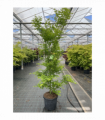 Acer palmatum 'Going Green' 10.5cm/2L/3L/45L