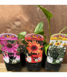 3 x Echinacea Supplied in 9cm Growers Pots