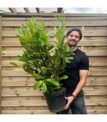 3-4ft (90-120cm) Potted Cherry Laurel Hedge Plants (Multibuy Offers Available)