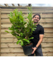 3-4ft (90-120cm) Potted Cherry Laurel Hedge Plants (Multibuy Offers Available)