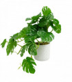 30cm Artificial Green Potted Monstera Trailing Plant