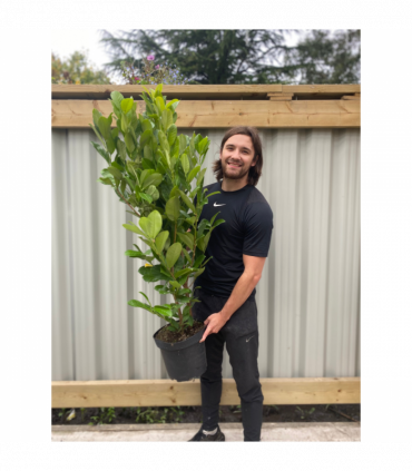 4-5ft Potted Cherry Laurel Hedging (120-150cm)