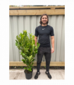 4-5ft Potted Cherry Laurel Hedging (120-150cm)