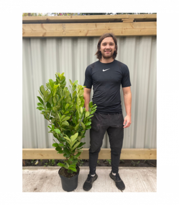 4-5ft Potted Cherry Laurel Hedging (120-150cm)