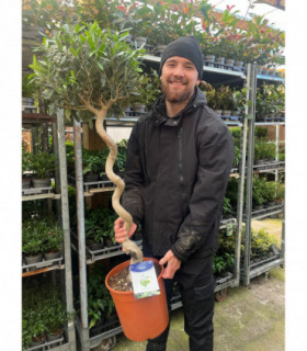 4-5ft Twisted Stem Olive Tree | Hardy Evergreen Potted Tree (Multibuy Offers Available)