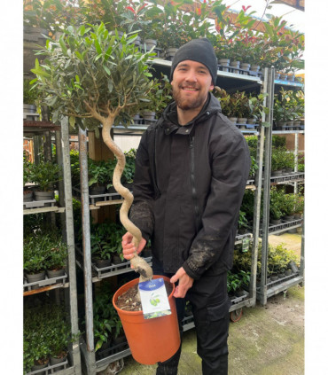4-5ft Twisted Stem Olive Tree | Hardy Evergreen Potted Tree (Multibuy Offers Available)