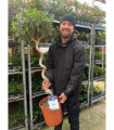 4-5ft Twisted Stem Olive Tree | Hardy Evergreen Potted Tree (Multibuy Offers Available)