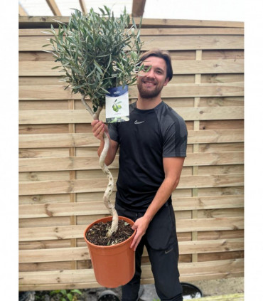 4-5ft Twisted Stem Olive Tree | Hardy Evergreen Potted Tree (Multibuy Offers Available)