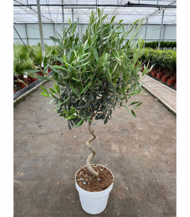 4-5ft Twisted Stem Olive Tree | Hardy Evergreen Potted Tree (Multibuy Offers Available)