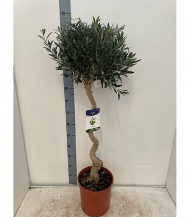 4-5ft Twisted Stem Olive Tree | Hardy Evergreen Potted Tree (Multibuy Offers Available)