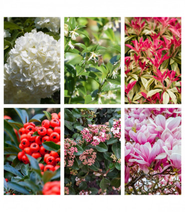 5 Shrubs for a Shady Site (5 x 9cm- 1L Shrubs)