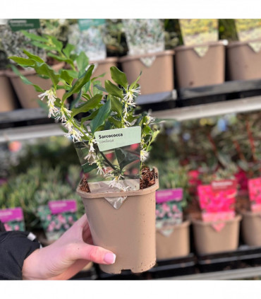 5 Shrubs for a Shady Site (5 x 9cm- 1L Shrubs)