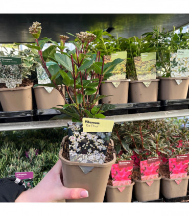 5 Shrubs for a Sunny Site (5 x 9cm Shrubs)