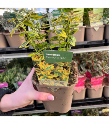 5 Shrubs for a Sunny Site (5 x 9cm Shrubs)