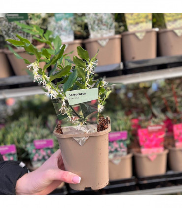 5 Shrubs for a Sunny Site (5 x 9cm Shrubs)