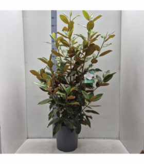 5-6ft (150-180cm) Evergreen Magnolia | Magnolia grandiflora | Hedge Plants