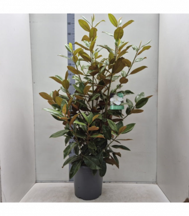 5-6ft (150-180cm) Evergreen Magnolia | Magnolia grandiflora | Hedge Plants