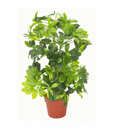 Leaf 75cm Artificial Arboricola Gold Capella Plant - Silver Metal Planter