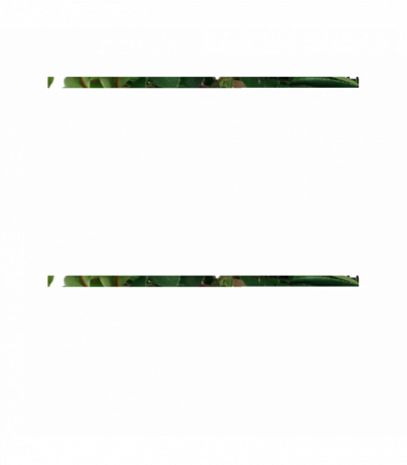 90cm Luxury Smilax Sarsaparilla Artificial Ficus Tree Premium Range