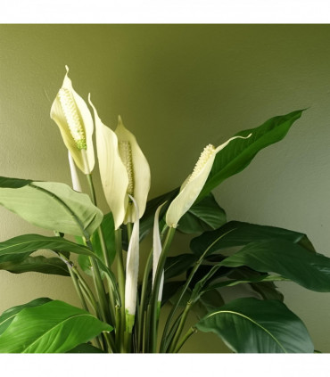 Artificial Peace Lily White Spathiphyllum Silk Leaves Petals Plastic 14cm x 12cm