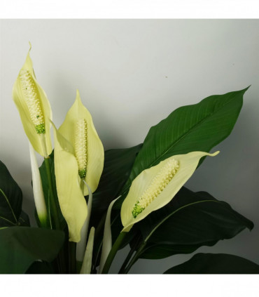 Artificial Peace Lily White Silk 60cm Realistic Replica Indoor Use Weighted Pot