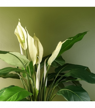 Artificial Peace Lily White Spathiphyllum