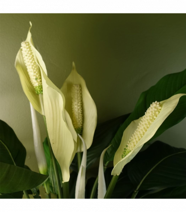 Artificial Peace Lily White Spathiphyllum