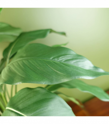 Artificial Peace Lily White Spathiphyllum